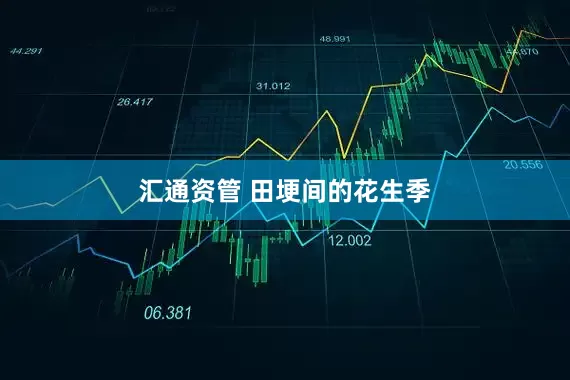 汇通资管 田埂间的花生季